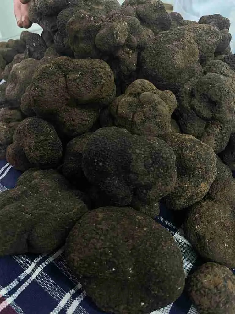 Alba White Truffle (Tuber Magnatum Pico)