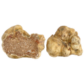 Tartufo Bianco d'Alba (Tuber Magnatum Pico)